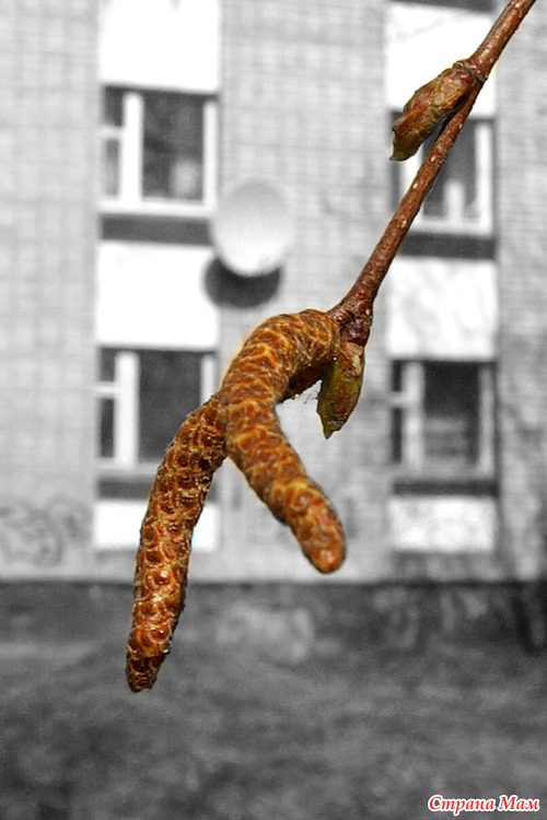Немного нашей весны)))