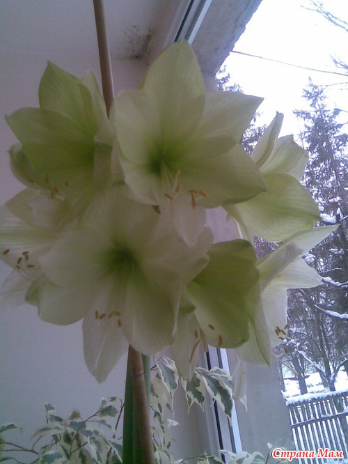 МОИ АМАРИЛЛИСЫ