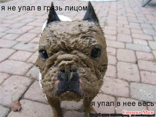 Смешные собачки!!