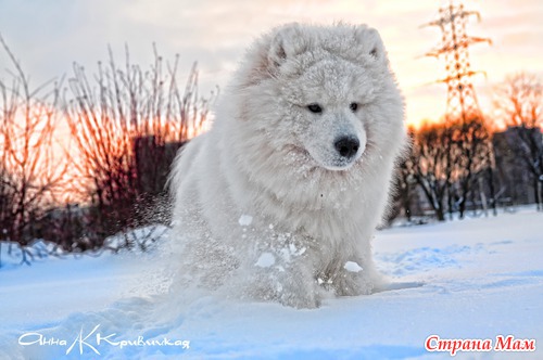 Снежный пес или фотосессия одной собаки ))