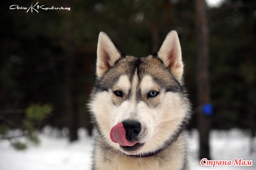 Фотосессия Хаски