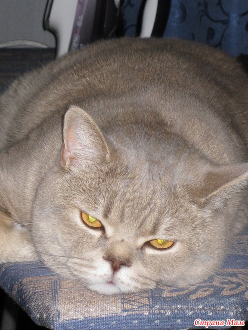 Бэйлис