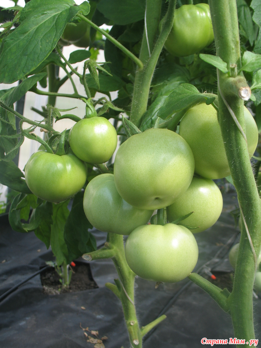 томат июньский форумский. томат июньский. томат июньский седек. томат июньский седек. томат "ранний кистевой".