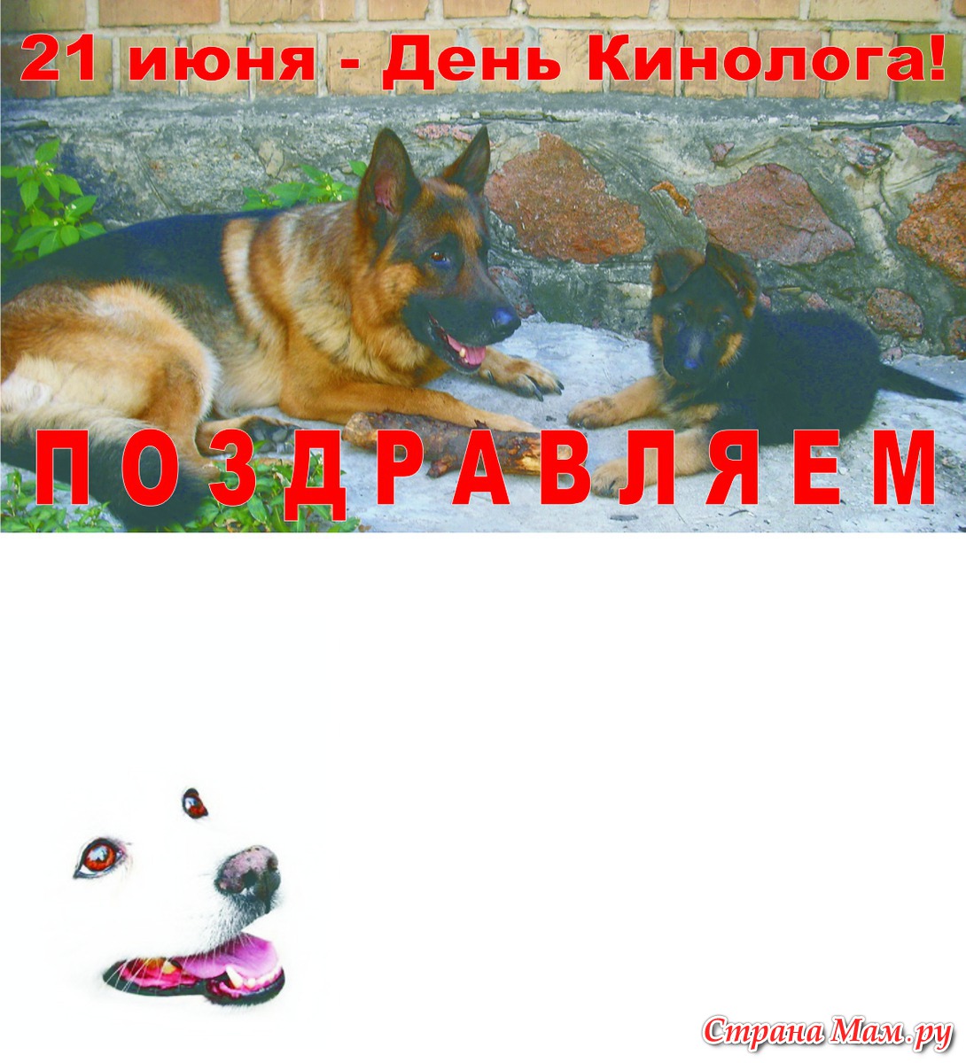 С днем кинолога