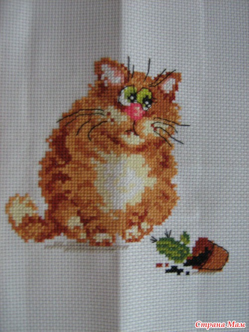 Мои кошаки:)