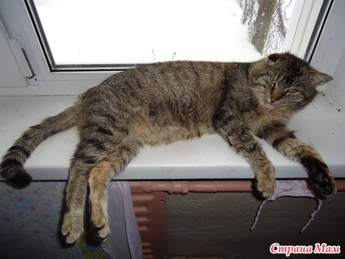Мои Василий, Фрося и Маруся)))