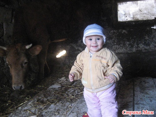 В гостях у коровки