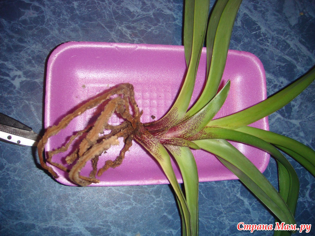 реанимация орхидей фото