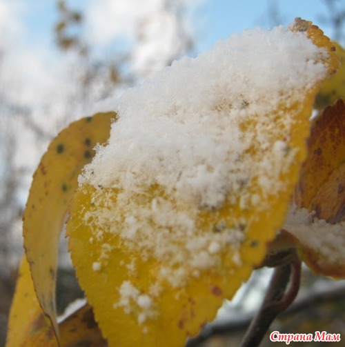 Первый снег 2011