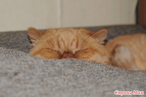Кот который СПИТ!!!