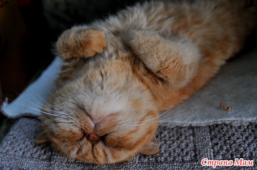 Кот который СПИТ!!!