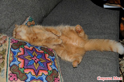 Кот который СПИТ!!!
