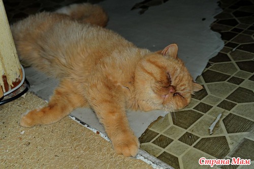 Кот который СПИТ!!!