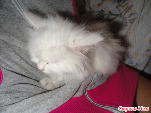 А у нас котик))