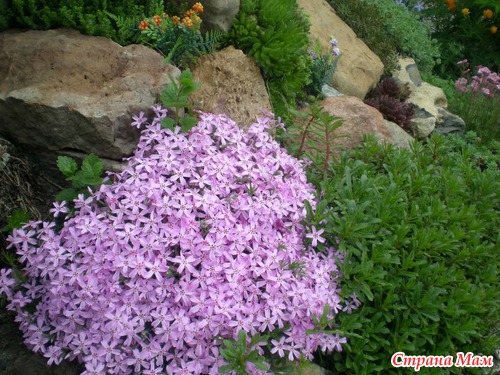 Мамины цветы и папины фонтанчики (очень много фоток)