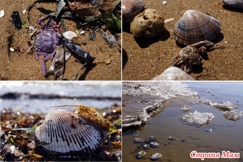 Женщина и море (море, люди, звери и морские гады)
