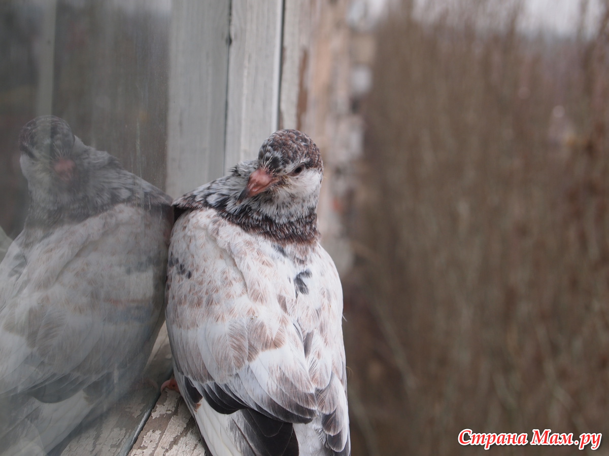 О дикой голубь на карнизе за окном