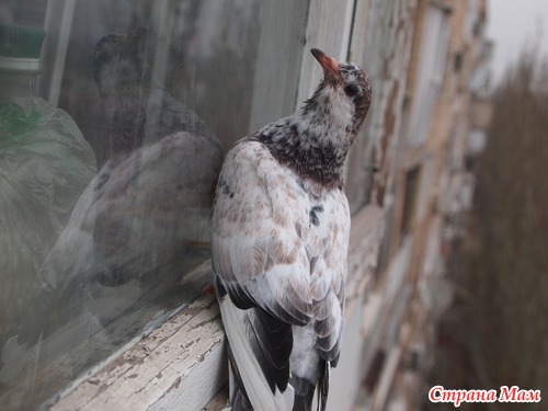 Сизый голубь на карнизе за окном