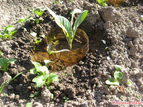 Záchrana zelí od slimáků a hlemýžďů