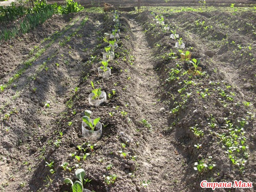 Záchrana zelí od slimáků a hlemýžďů