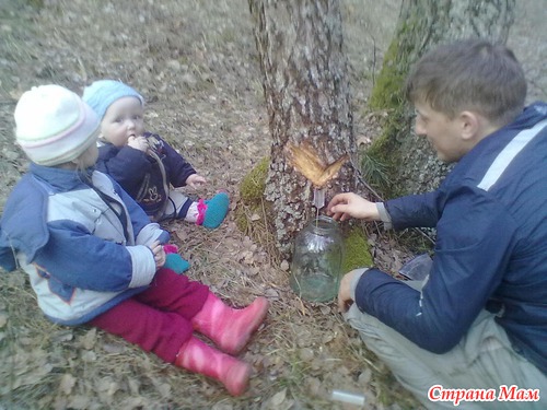 Мы и лес