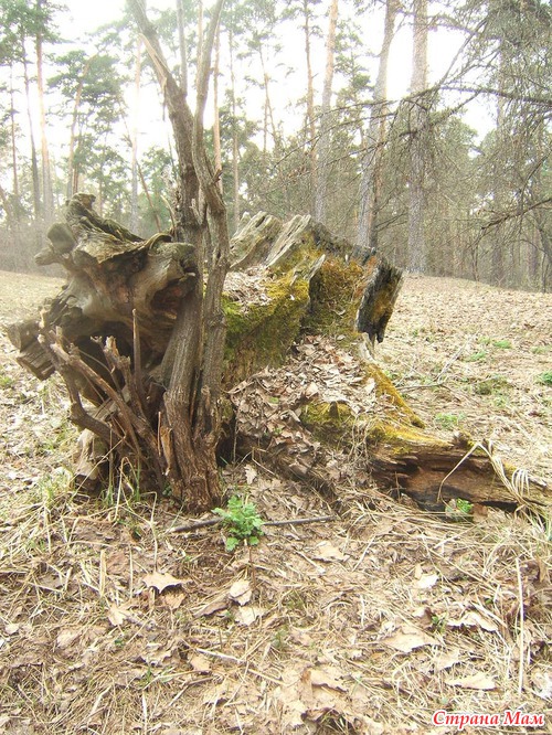 Погуляли в роще.