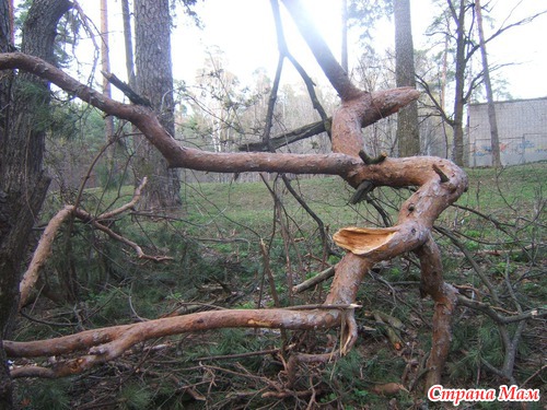 Погуляли в роще.