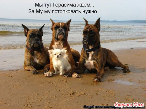 Немного позитива (мои любимые котоматрицы)