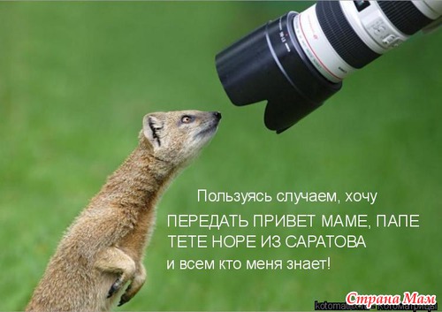 Немного позитива (мои любимые котоматрицы)