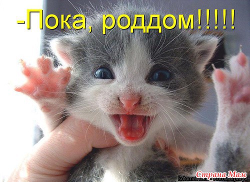 Немного позитива (мои любимые котоматрицы)
