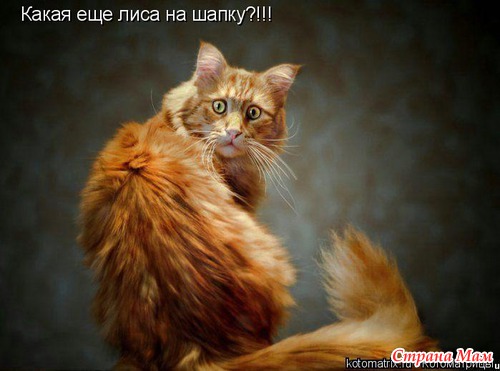 Немного позитива (мои любимые котоматрицы)