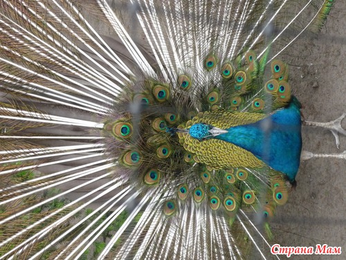 Под любым павлиньим хвостом самая обыкновенная куриная опа? фотосессия!