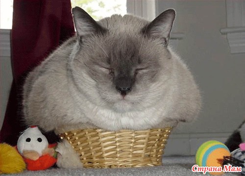 Идеальные места для отдыха у кошек :)