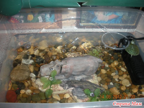 Наши любимцы