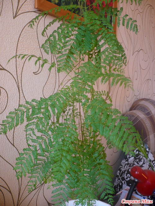 Жакаранда из семян