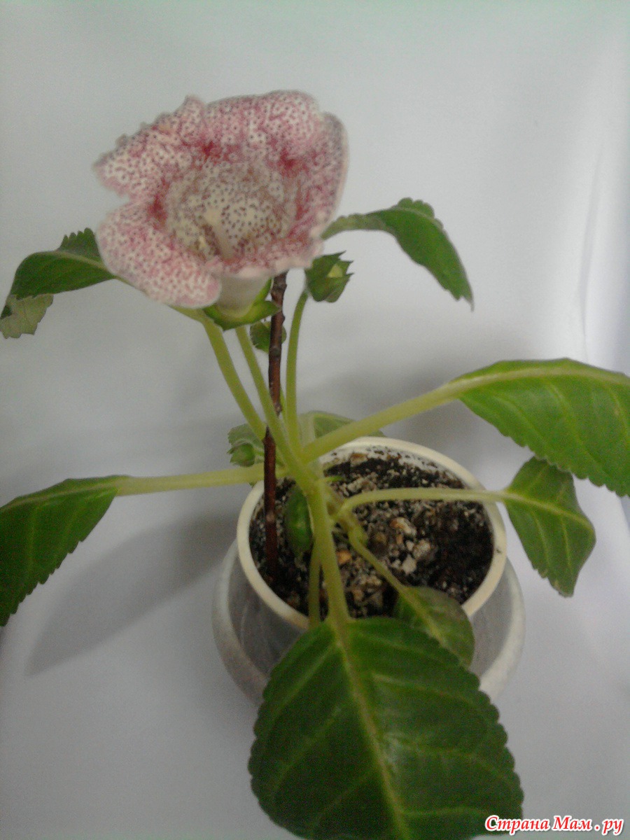 глоксиния цветок фото уход размножение