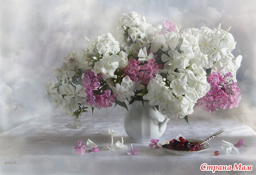 ФЛОКСЫ. В них столько красоты, что хочется говорить о них стихами!