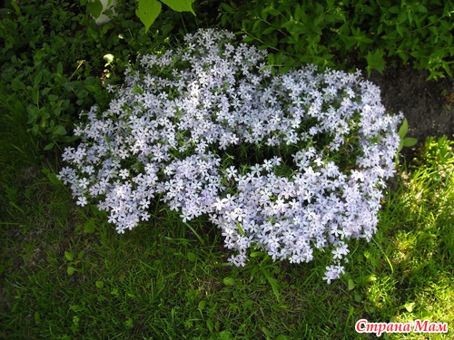 ФЛОКСЫ. В них столько красоты, что хочется говорить о них стихами!