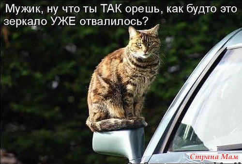 КОШКОЛЮБАМ, для поднятия настроения!!!