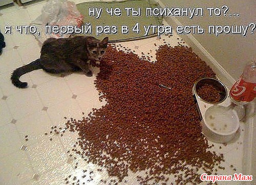 КОШКОЛЮБАМ, для поднятия настроения!!!