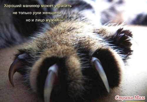 КОШКОЛЮБАМ, для поднятия настроения!!!