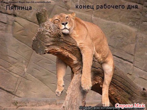 КОШКОЛЮБАМ, для поднятия настроения!!!