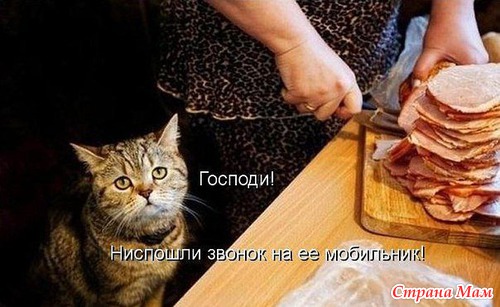 КОШКОЛЮБАМ, для поднятия настроения!!!
