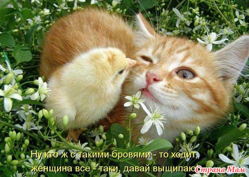 КОШКОЛЮБАМ, для поднятия настроения!!!