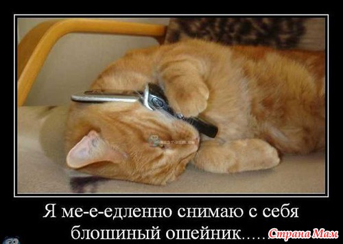 КОШКОЛЮБАМ, для поднятия настроения!!!