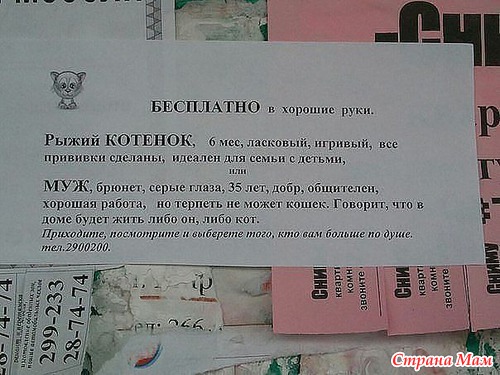 КОШКОЛЮБАМ, для поднятия настроения!!!