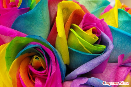 Радужные цветы (Rainbow flowers)