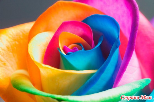 Радужные цветы (Rainbow flowers)