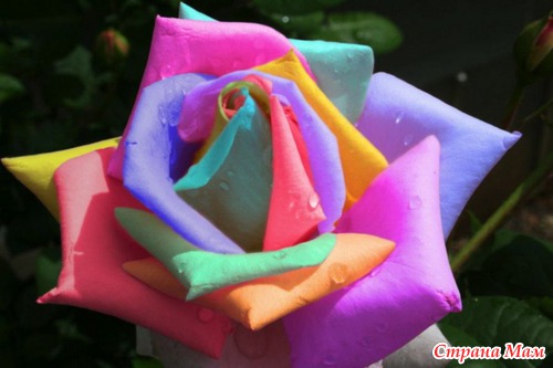 Радужные цветы (Rainbow flowers)