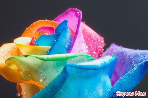 Радужные цветы (Rainbow flowers)